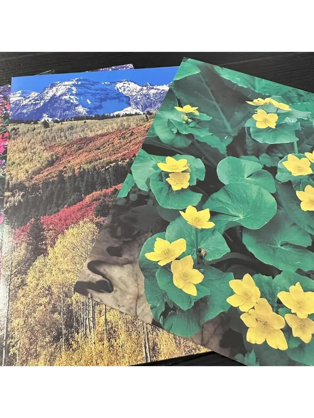 Vintage Current Photography Collection Nature Greeting Cards 7pc Lot New
